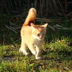 How Much Do Cats Cost